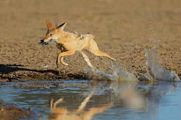 A black-backed jackal (Canis mesomelas) hunting doves at a waterhole, Kalahari desert, South Africa.