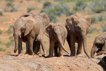 Young African elephants (Loxodonta africana) playing in mud, Addo Elephant National Park, South Africa.