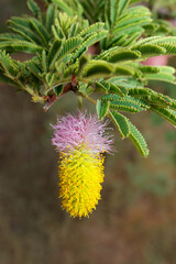Colorful flower of a sickle bush (Dichrostachys cinerea), southern Africa.