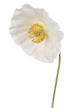 poppy flower isolated