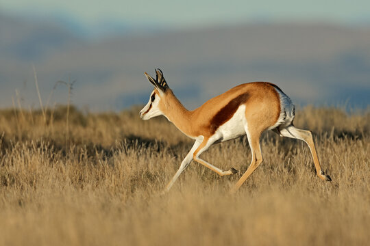 A springbok antelope (Antidorcas marsupialis) running, Mountain Zebra National Park, South Africa.