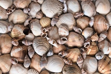 seashells on the beach