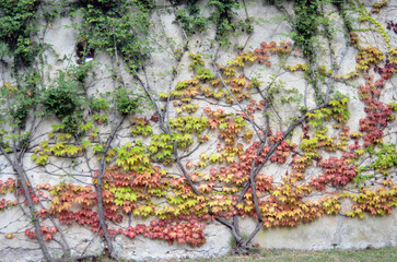 Vines on a Wall in Ravello, Italy, in Autumn