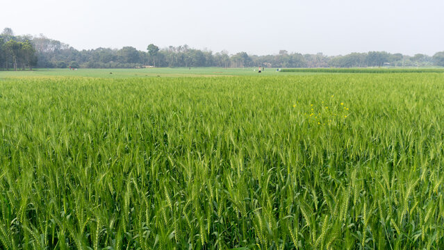 Wheat farming landscape of Bangladesh. Green grain wheat field in South Asia. This is the image of green Bangladesh.