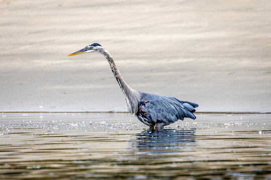 Portrait of a solo Great Blue Heron Egret bird searching for food in the water ocean river.