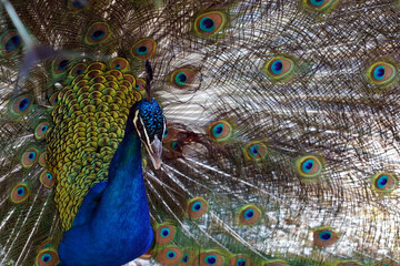 Obraz premium Head and body of male peacock, in other name Indian or common peafowl, in Latin Pavo cristatus. It is close-up view, the head is slightly turned to side and there is cutout of the peacock tail behind.