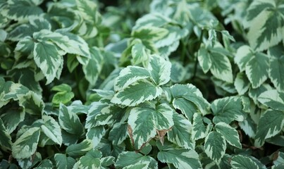 Green yellow leaves in the bush