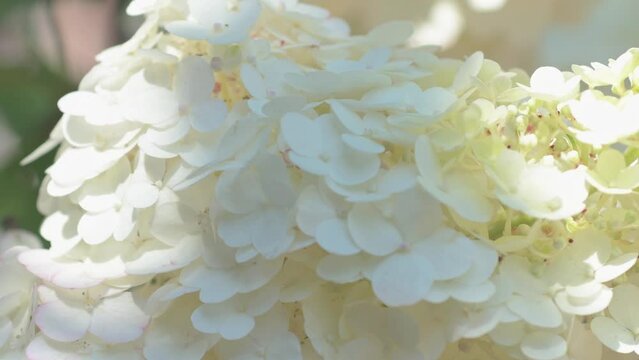 beautiful white blossom of bush hydrangea  in garden at sunny day. close up footage