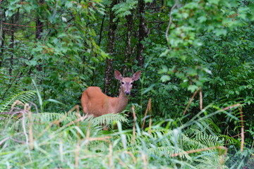 Whitetail female doe adult deer hanging out in the forest.