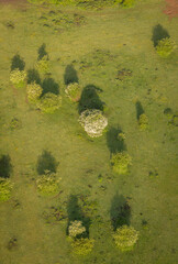 Aerial view of trees in a field in the countryside in Kent, UK