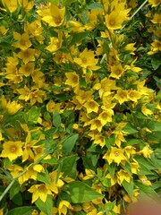 Bright flower bed with yellow flowers
