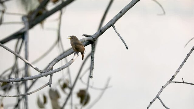 Tropical bird known as the "wren or wren" (Troglodytes aedeon), isolated in selective focus. Corru&iacute;ra bird.