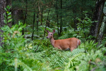 Whitetail female doe adult deer hanging out in the forest.