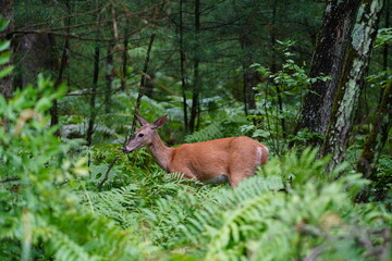 Naklejka na ściany i meble Whitetail female doe adult deer hanging out in the forest.