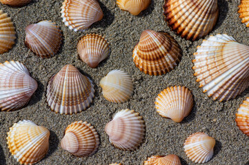 Cerastoderma edule common cockle empty seashells on sandy beach, simplicity background pattern in daylight in the sand