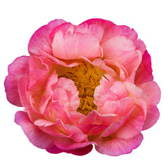 big pink peony with center and stamens isolated on white.
