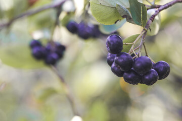 Aronia berry bush - superfruit that boosts your body’s immune system to combat stress-related diseases, close up