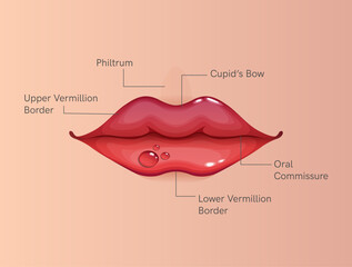 Parts of Human Lips - Stock Illustration