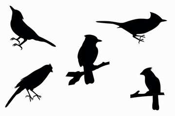cardinal bird logo design vector