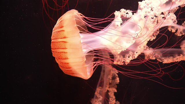 Pacific Sea Nettles Jelly fish