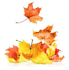 falling in a heap of autumn maple leaves. white isolated background