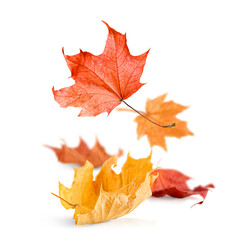 falling maple leaves on a white isolated background