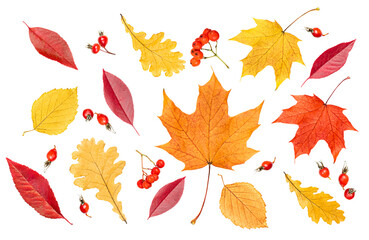 collection from various autumn leaves and berries on a white isolated background
