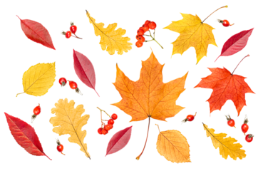 collection from various autumn leaves and berries on a white isolated background