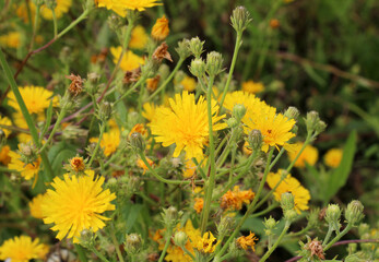 Picris hieracioides grows in the field like a weed