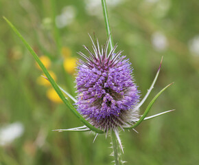 Dipsacus grows in nature