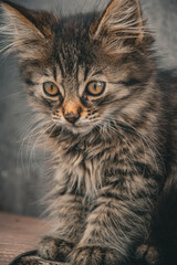 Fototapeta na wymiar portrait of a cat with eyes