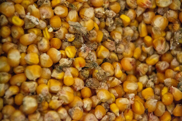 close up of corn