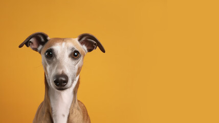 Advertising portrait, banner, looking straight greyhound dog, ears down, isolated on yellow background
