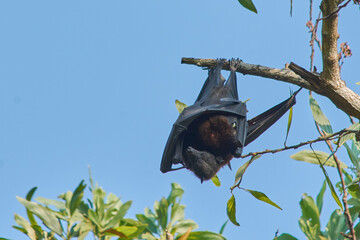 fruit bats hanging upside down huging