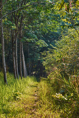 Fototapeta na wymiar path in the tropical woods
