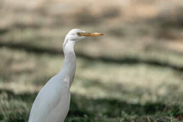 Obraz premium White heron bird close up head