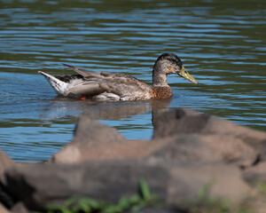 Mallard in North Carolina