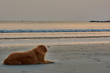 dog looking at the sea