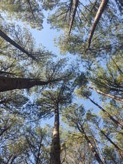 Trees in the blue sky
