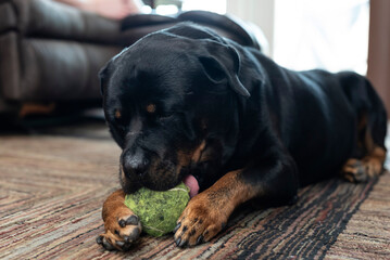 A cute 8 year old male Rottweiler dog lying in the living room gnawing on his favorite ball.