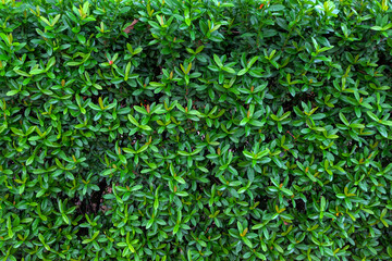 a hedge with green leaves is shown in this photo