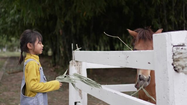 A little girl visits a horse farm and feeds the horses.