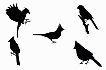 Set of Cardinal Bird black vector
