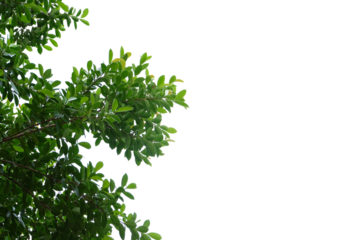 green tree with leaves on a transparent background