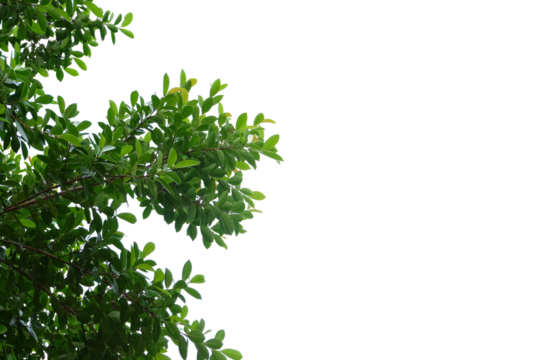 green tree with leaves on a transparent background
