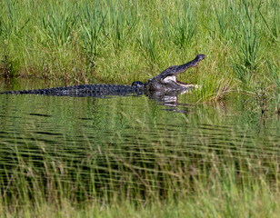 alligator in the swamp