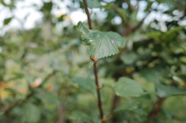 ladybug on the leaf