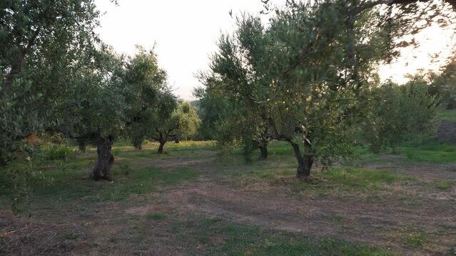 Olive trees in montain field in Greece, Messenia, Peloponnese on sunset.