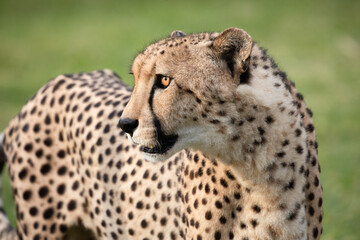 Cheetah at etosha national Park, Namibia