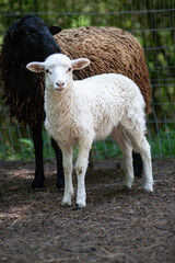 A young female white lamb.